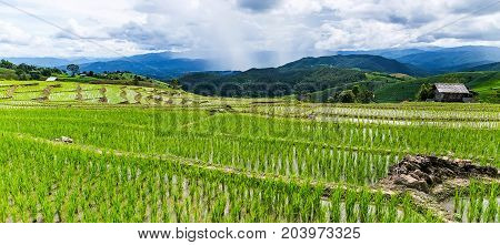 Rice terrace and mountain with the rain storm at the background at Pa Bong Piang near Inthanon National Park and Mae Chaem Chiangmai Thailand.