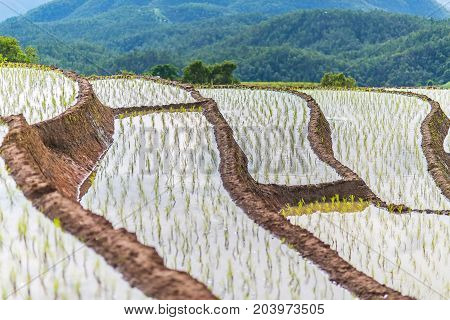 Rice terrace in a very bigining stage grows in different leyer with lots of moutains in the background at Pa Bong Piang near Inthanon National Park and Mae Chaem Chiangmai Thailand.