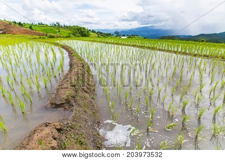 Rice terrace and mountain with the rain storm at the background at Pa Bong Piang near Inthanon National Park and Mae Chaem Chiangmai Thailand.