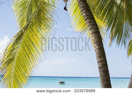 Caribbean sea with turquoise water and palms close to Saona island