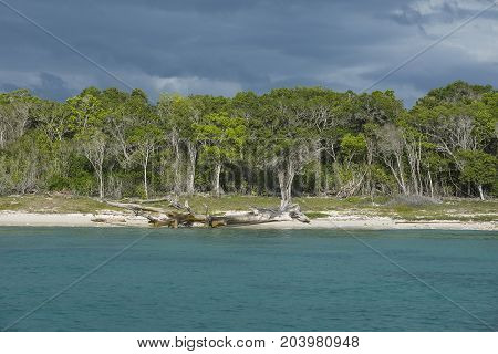 Caribbean sea with turquoise water and palms close to Saona island