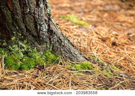 Old rough tree brown natural wooden abstract background. Textured dry trunk surface closeup with details.