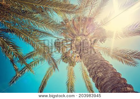 Palm Tree Leaf Against Sunset, Cyprus Protaras, In Beach Fig Tree, Sunlight