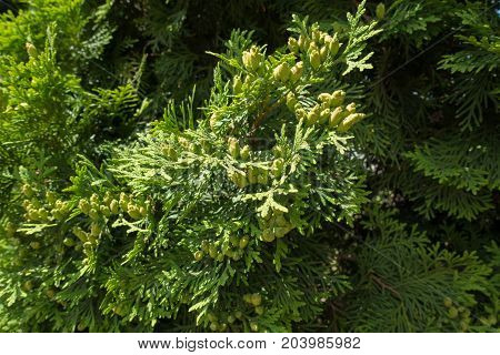 Fan-like Branches Of Thuja Occidentalis With Seed Cones