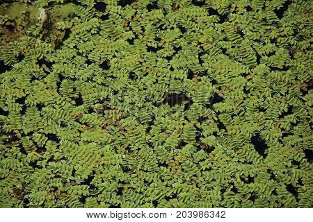 Duckweed. Green Duckweed natural background on water.