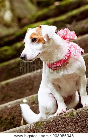 Jack Russell Terrier Dog