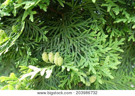 Green Foliage And Immature Seed Cones Of Thuja Occidentalis