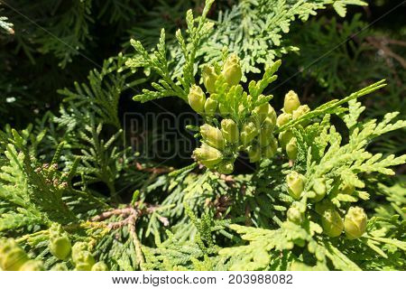 Slender Yellow Green Seed Cones Of Thuja Occidentalis