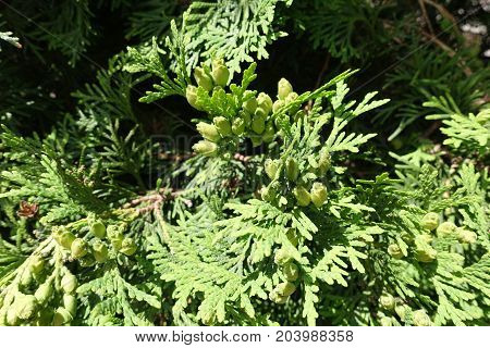 Young Light Green Seed Cones Of Thuja Occidentalis