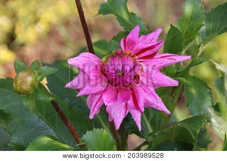Flowers of Pink dahlia in the summer garden