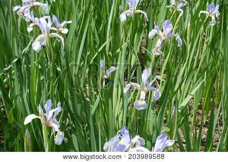Florescence Of Pale Butterfly Irises In June