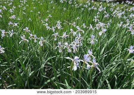 Flower Garden Of Mauve Blue Butterfly Irises