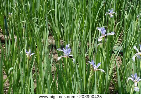 Flowering Plants Of Iris Spuria In June