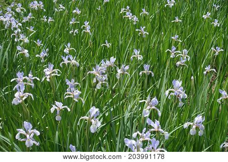 Plenty Of Lilac Flowers Of Iris Spuria