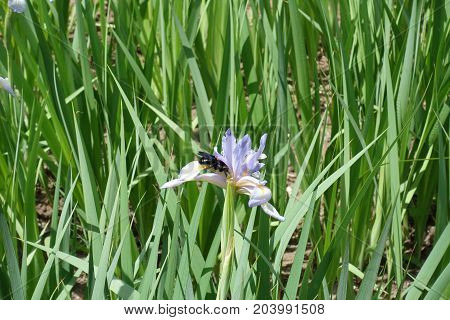 Xylocopa  Valga Pollinationg Flower Of Butterfly Iris