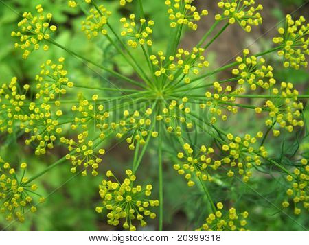 Blomster af fennikel