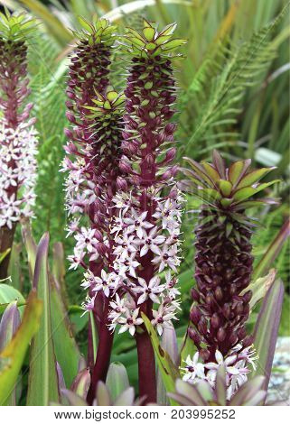 The unusual pink flower spikes of the South African plant Eucomis comosa, also known as the Pineapple Flower or Pineapple Lily.
