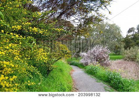 Australian park land path through native wattle shrubs