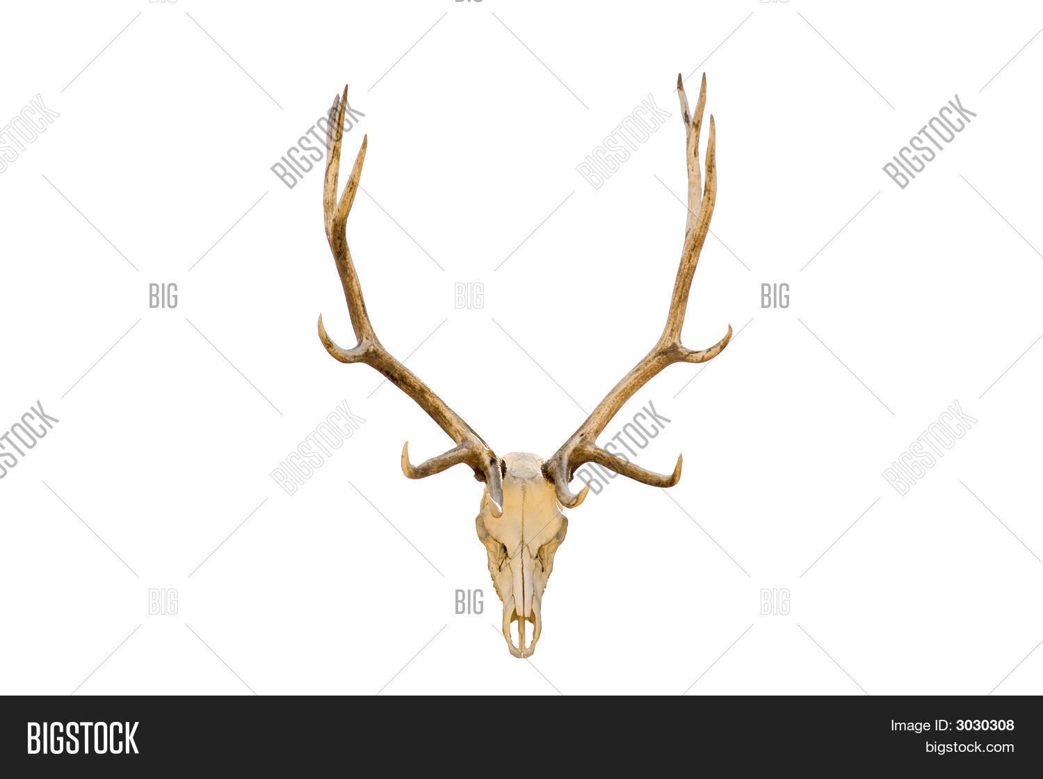 Elk Skull Isolated Image & Photo (Free Trial) | Bigstock