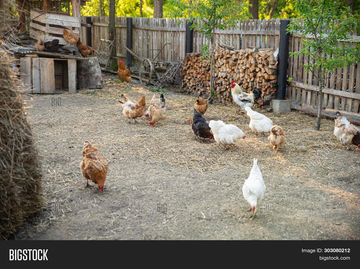 Chickens Hen Coop Image Photo Free Trial Bigstock