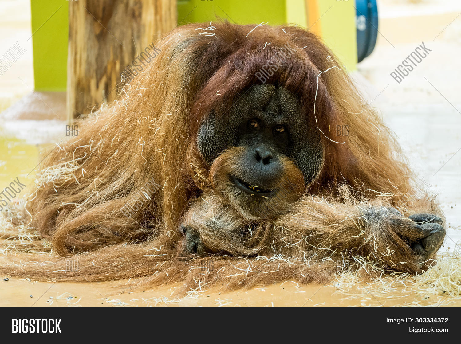 Indian Crested Image & Photo (Free Trial) | Bigstock