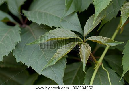 Hops With Beautiful Leaves Growing Magnificently In The Summer Garden Or Park