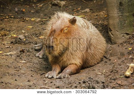 Capibara Is In The Zoo Is The Biggest Rat In The World Native To South America
