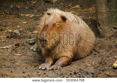 Capibara Is In The Zoo Is The Biggest Rat In The World Native To South America