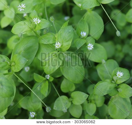 Chickweed , Stellaria Media. Young Taste Very Gently With Flavor Of Nuts. You Can Use Them In Fresh 