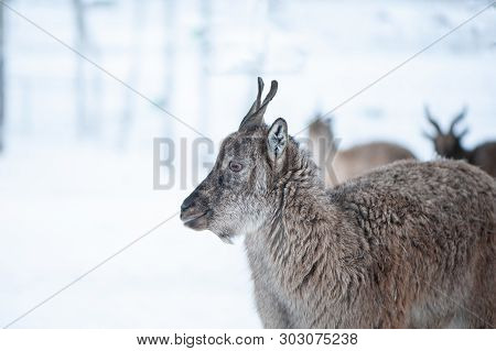 Markhor, Capra Falconeri Portrait On Natural Winter Background, Baby With Small Horns