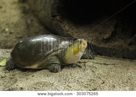 Lissemys Punctata Is Popular As A Pet. Found Distribution In The Indian Continent