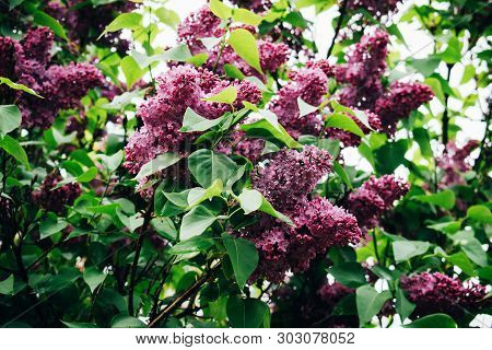 Background From A Beautiful Lilac Blossom. Spring Time Of Year.