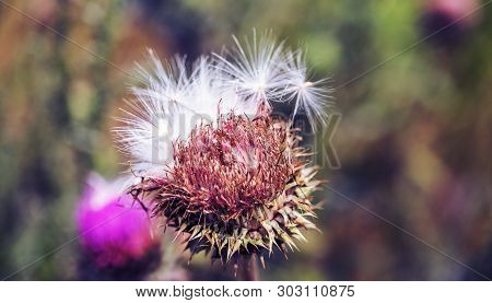 Pink Thistle Flowers In Wild (herbal Medicine Silybum Marianum, Milk Thistle, Cardus Marianus, Medit