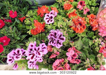 Macro Closeup Of Hot Pink Purple White Flowers Of Pelargonium Graveolens Citrosum Cintronella Mosqui