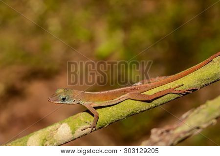 St. Lucia Anole (anolis Luciae) Close Up.
