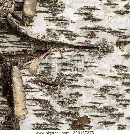 Beresta. The Top Layer Of Bark, Torn From A Birch.
