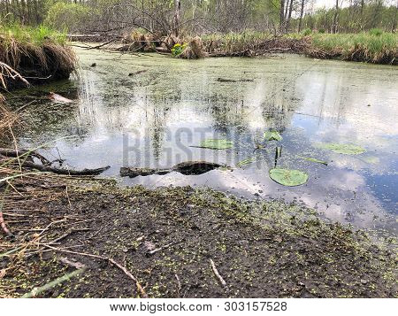Swamp In Dry Trees On A Cloudy Day