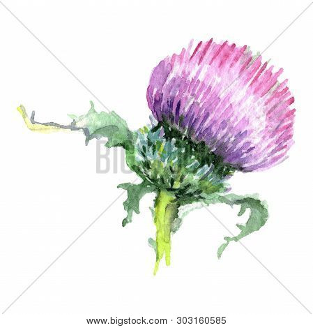 Thistle Floral Botanical Flower. Watercolor Background Illustration Set. Isolated Thistle Illustrati