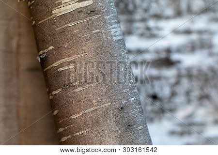 Beresta. The Top Layer Of Bark, Torn From A Birch.