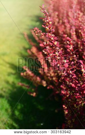 Red Barberry Bush Twig. Berberis Thunbergii Atropurpurea
