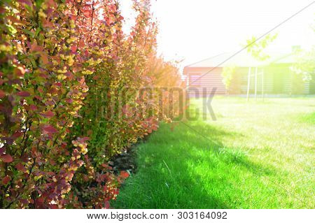 Red Barberry Bushes In A Backyard. Berberis Thunbergii Atropurpurea