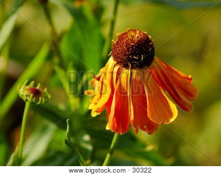 Echinacea květ