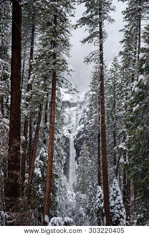 Snowy Yosemite Falls Framed By Snow Covered Pine Trees.  Lower Yosemite Falls. Yosemite National Par