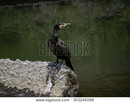 Japanese Cormorant, Phalacrocorax Capillatus, Rests On A Large Concrete Block In The Center Of The S