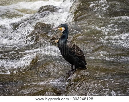 Japanese Cormorant, Phalacrocorax Capillatus, Stands In The Sakai River In Yokohama, Japan.