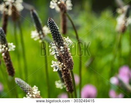 The Flowering Heads Of Ribwort Plantains, Plantago Lanceolata, Blooming Along A River In Yokohama, J
