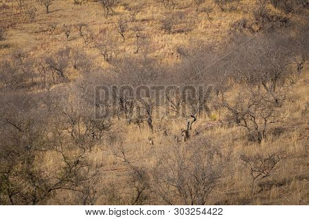 Habitat Image With A Female Tiger And Her Three New Cubs At Ranthambore National Park. A Beautiful T