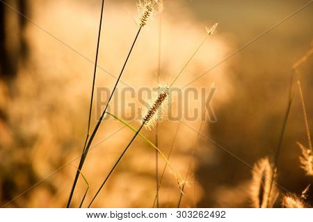Panicum Verticillatum , Herbaceous, Single Year, 20-120 Cm Tall, Stems Set Or Fry, Climbed And Raise