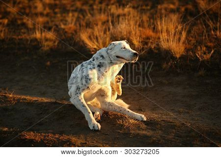 Portrait Of Central Asian Shepherd Dog Outdoor
