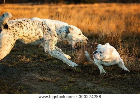Two Dogs At Walk On Autumn Field At Dawn